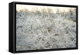 Dead Wood, El Chalten, Patagonia, Argentina, South America-Mark Chivers-Framed Stretched Canvas