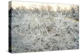 Dead Wood, El Chalten, Patagonia, Argentina, South America-Mark Chivers-Stretched Canvas