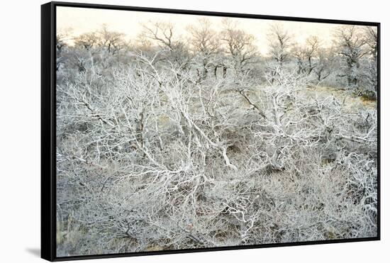 Dead Wood, El Chalten, Patagonia, Argentina, South America-Mark Chivers-Framed Stretched Canvas
