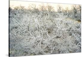 Dead Wood, El Chalten, Patagonia, Argentina, South America-Mark Chivers-Stretched Canvas