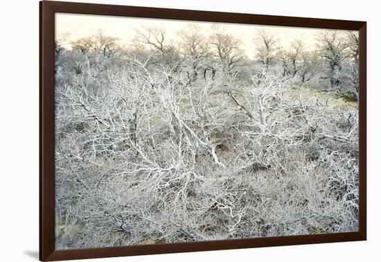 Dead Wood, El Chalten, Patagonia, Argentina, South America-Mark Chivers-Framed Photographic Print