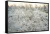 Dead Wood, El Chalten, Patagonia, Argentina, South America-Mark Chivers-Framed Stretched Canvas