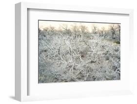 Dead Wood, El Chalten, Patagonia, Argentina, South America-Mark Chivers-Framed Photographic Print