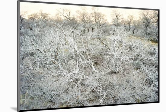Dead Wood, El Chalten, Patagonia, Argentina, South America-Mark Chivers-Mounted Photographic Print