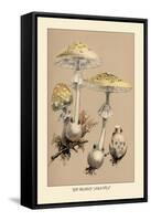 Deadly Amanita-William Hamilton Gibson-Framed Stretched Canvas