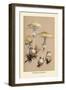 Deadly Amanita-William Hamilton Gibson-Framed Art Print