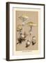 Deadly Amanita-William Hamilton Gibson-Framed Art Print