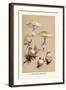 Deadly Amanita-William Hamilton Gibson-Framed Art Print