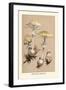 Deadly Amanita-William Hamilton Gibson-Framed Art Print