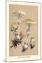 Deadly Amanita-William Hamilton Gibson-Mounted Art Print