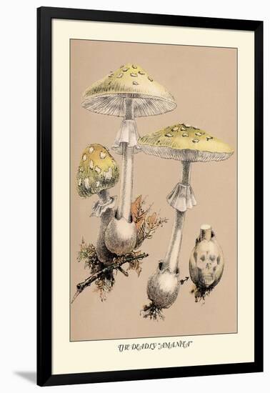 Deadly Amanita-William Hamilton Gibson-Framed Art Print