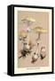 Deadly Amanita-William Hamilton Gibson-Framed Stretched Canvas