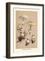 Deadly Amanita-William Hamilton Gibson-Framed Art Print