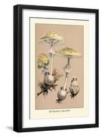 Deadly Amanita-William Hamilton Gibson-Framed Art Print