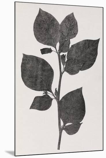 Deadly Nightshade, 19th Century Artwork-Middle Temple Library-Mounted Photographic Print