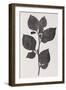 Deadly Nightshade, 19th Century Artwork-Middle Temple Library-Framed Photographic Print