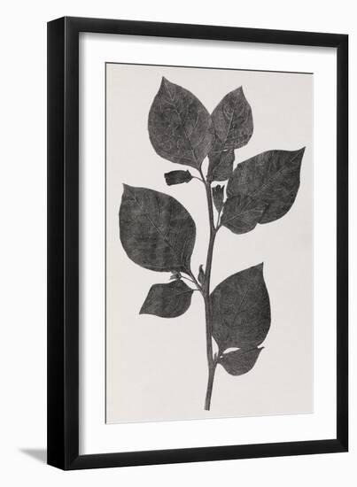 Deadly Nightshade, 19th Century Artwork-Middle Temple Library-Framed Photographic Print