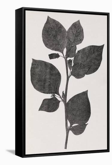 Deadly Nightshade, 19th Century Artwork-Middle Temple Library-Framed Stretched Canvas