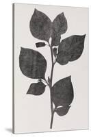 Deadly Nightshade, 19th Century Artwork-Middle Temple Library-Stretched Canvas