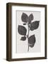 Deadly Nightshade, 19th Century Artwork-Middle Temple Library-Framed Photographic Print