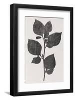 Deadly Nightshade, 19th Century Artwork-Middle Temple Library-Framed Photographic Print