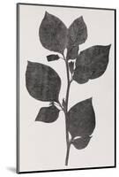 Deadly Nightshade, 19th Century Artwork-Middle Temple Library-Mounted Photographic Print