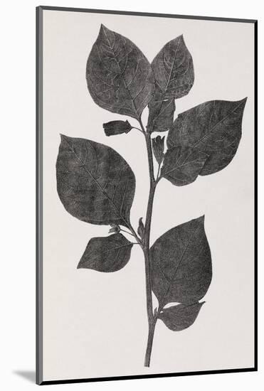 Deadly Nightshade, 19th Century Artwork-Middle Temple Library-Mounted Photographic Print