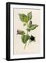 Deadly Nightshade-null-Framed Art Print