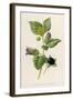 Deadly Nightshade-null-Framed Art Print