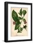 Deadly Nightshade-Hulton Archive-Framed Photographic Print