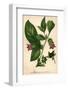 Deadly Nightshade-Hulton Archive-Framed Photographic Print