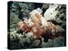 Deadly Stone Fish, off Sharm El-Sheikh, Sinai, Red Sea, Egypt, North Africa, Africa-Upperhall Ltd-Stretched Canvas