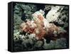 Deadly Stone Fish, off Sharm El-Sheikh, Sinai, Red Sea, Egypt, North Africa, Africa-Upperhall Ltd-Framed Stretched Canvas