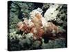 Deadly Stone Fish, off Sharm El-Sheikh, Sinai, Red Sea, Egypt, North Africa, Africa-Upperhall Ltd-Stretched Canvas