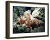 Deadly Stone Fish, off Sharm El-Sheikh, Sinai, Red Sea, Egypt, North Africa, Africa-Upperhall Ltd-Framed Photographic Print