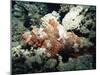 Deadly Stone Fish, off Sharm El-Sheikh, Sinai, Red Sea, Egypt, North Africa, Africa-Upperhall Ltd-Mounted Photographic Print