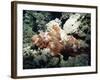 Deadly Stone Fish, off Sharm El-Sheikh, Sinai, Red Sea, Egypt, North Africa, Africa-Upperhall Ltd-Framed Photographic Print