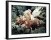 Deadly Stone Fish, off Sharm El-Sheikh, Sinai, Red Sea, Egypt, North Africa, Africa-Upperhall Ltd-Framed Photographic Print