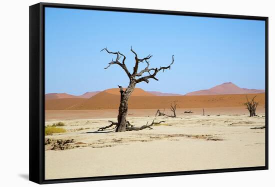 Deadvlei - Camel Thorn Trees and Dunes-Otto du Plessis-Framed Stretched Canvas