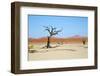 Deadvlei - Camel Thorn Trees and Dunes-Otto du Plessis-Framed Photographic Print