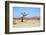 Deadvlei - Camel Thorn Trees and Dunes-Otto du Plessis-Framed Photographic Print