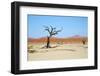 Deadvlei - Camel Thorn Trees and Dunes-Otto du Plessis-Framed Photographic Print