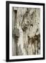 Deadwood, Detail, Fissures and Structures, Stubnitz, National Park Jasmund-Andreas Vitting-Framed Photographic Print