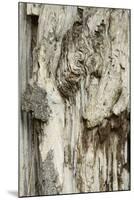 Deadwood, Detail, Fissures and Structures, Stubnitz, National Park Jasmund-Andreas Vitting-Mounted Photographic Print