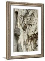 Deadwood, Detail, Fissures and Structures, Stubnitz, National Park Jasmund-Andreas Vitting-Framed Photographic Print