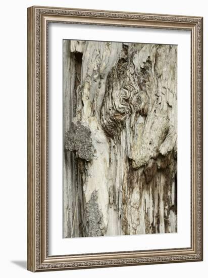 Deadwood, Detail, Fissures and Structures, Stubnitz, National Park Jasmund-Andreas Vitting-Framed Photographic Print