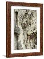 Deadwood, Detail, Fissures and Structures, Stubnitz, National Park Jasmund-Andreas Vitting-Framed Photographic Print