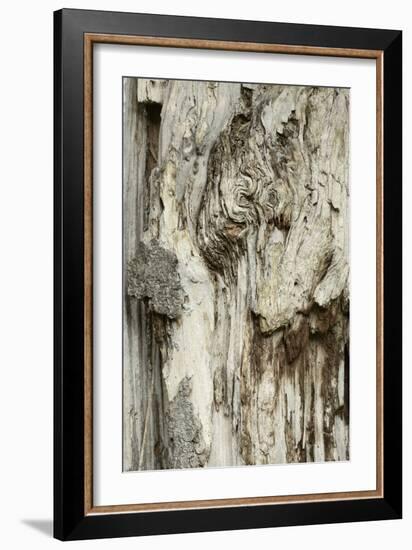 Deadwood, Detail, Fissures and Structures, Stubnitz, National Park Jasmund-Andreas Vitting-Framed Photographic Print