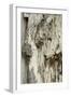 Deadwood, Detail, Fissures and Structures, Stubnitz, National Park Jasmund-Andreas Vitting-Framed Photographic Print