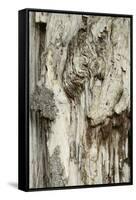 Deadwood, Detail, Fissures and Structures, Stubnitz, National Park Jasmund-Andreas Vitting-Framed Stretched Canvas